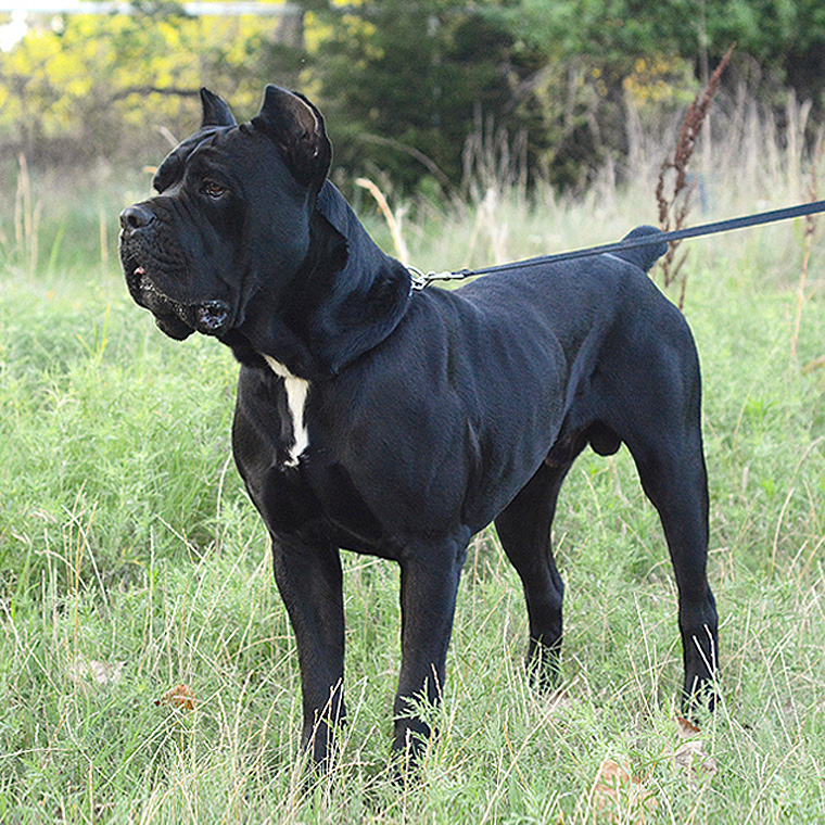 Website: Corleone Cane Corsos